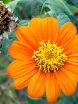 Tithonia